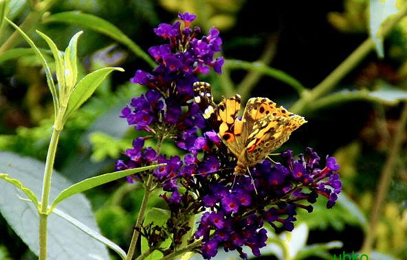 Bundesgartenschau Koblenz 2011